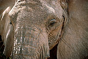Picture 'KT1_46_11 African Elephant, Elephant, Tanzania, Lake Manyara'
